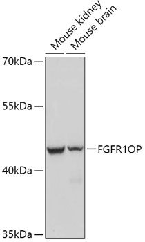 Western blot