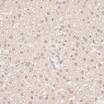 Immunohistochemistry - GPKOW antibody (144-013214)