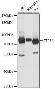Western blot - ZFP64 antibody (144-61249)