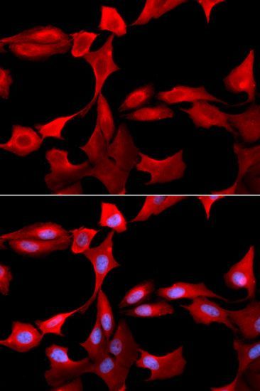 Immunofluorescence - GCLM antibody (144-05314)