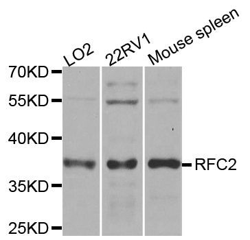 Western blot - RFC2 antibody (144-06847)