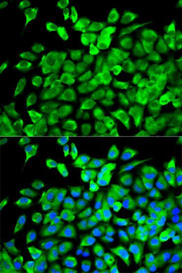 Immunofluorescence - EIF4A1 Polyclonal Antibody (144-05294)
