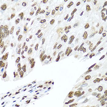 Immunohistochemistry - HNRNPR antibody (144-05883)