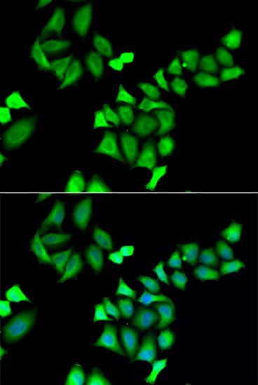 Immunofluorescence - GALE antibody (144-06595)