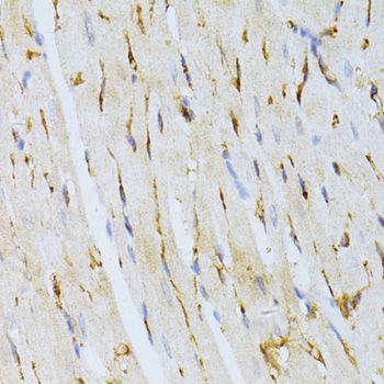 Immunohistochemistry - DBH antibody (144-02711)