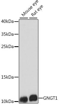 Western blot - GNGT1 antibody (144-015675)