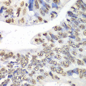 Immunohistochemistry - Nono Antibody (144-05282)