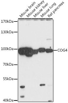 Western blot