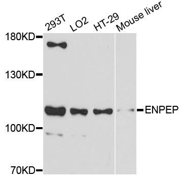 Western blot - ENPEP antibody (144-012339)