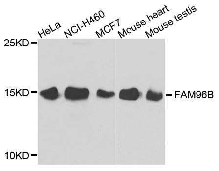 Western blot - FAM96B antibody (144-07806)