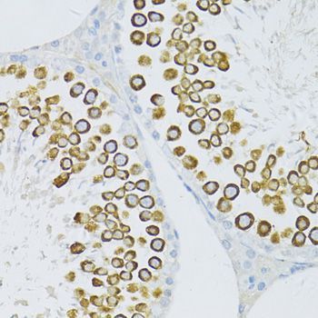 Immunohistochemistry - PIWIL1 antibody (144-02150)