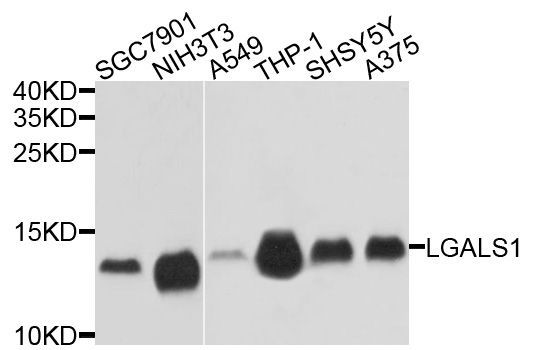 Western blot - LGALS1 Polyclonal Antibody (144-01580)