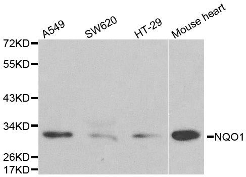 Western blot - NQO1 antibody (144-01518)