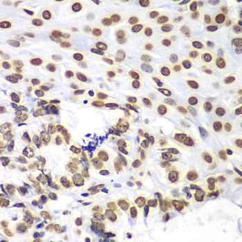 Immunohistochemistry - HIST3H3 antibody (144-61338)