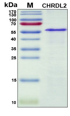 SDS-PAGE
