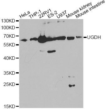 Western blot - UGDH Antibody (144-01210)
