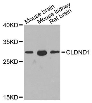 Western blot - CLDND1 antibody (144-02945)