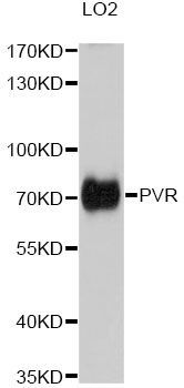 Western blot - PVR Polyclonal Antibody (144-05753)