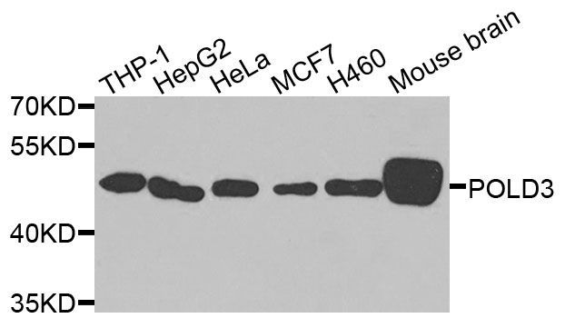 Western blot - POLD3 Polyclonal Antibody (144-07243)