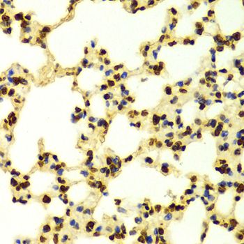 Immunohistochemistry - TriMethyl-Histone H3-K9 antibody (144-02360)
