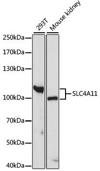 Western blot - SLC4A11 antibody (144-61277)