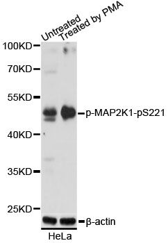 Western blot - Phospho-MAP2K1-pS221 antibody (144-61490)