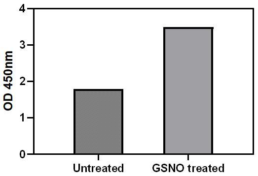 GSNO Stimulation of Cell Lysate