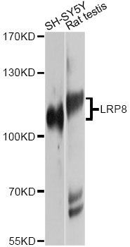 Western blot - LRP8 Polyclonal Antibody (144-10517)