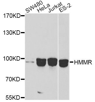 Western blot - HMMR antibody (144-012445)