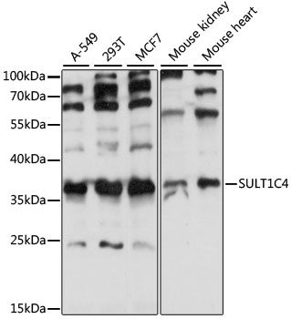 Western blot - SULT1C4 antibody (144-61052)