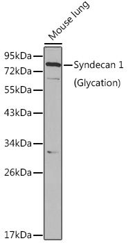 Western blot