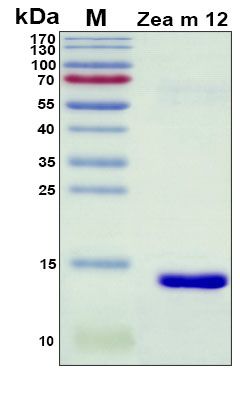 SDS-PAGE