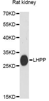 Western blot - LHPP antibody (144-60641)