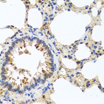 Immunohistochemistry - LRG1 antibody (144-07850)