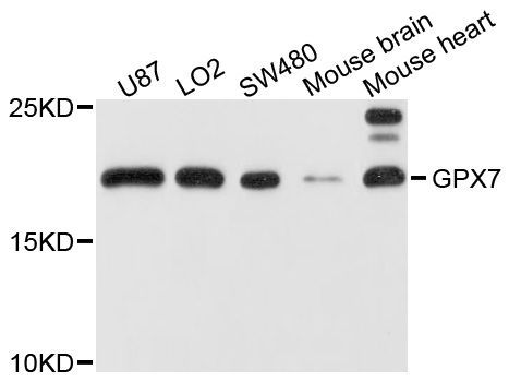 Western blot - GPX7 Polyclonal Antibody (144-03902)