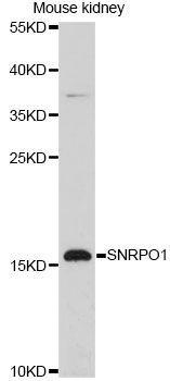 Western blot - SNRPD1 antibody (144-60679)