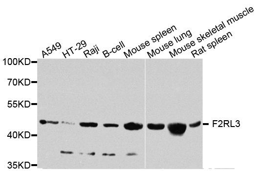 Western blot - F2RL3 antibody (144-08471)