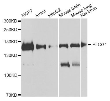 Western blot - PLCG1 antibody (144-07711)