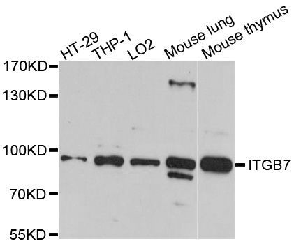 Western blot - ITGB7 antibody (144-05873)