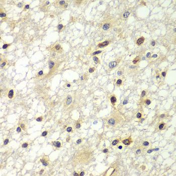 Immunohistochemistry - ZBTB48 antibody (144-07435)