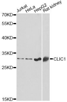 Western blot - CLIC1 Polyclonal Antibody (144-60445)