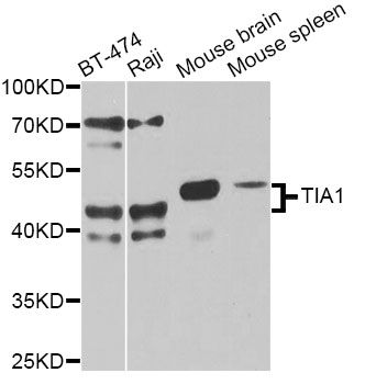 Western blot - TIA1 antibody (144-12523)