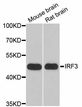 Western blot - IRF3 Polyclonal Antibody (144-02172)