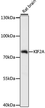 Western blot