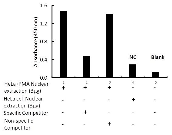 Transcription factor assay of ELK-1 from nuclear extracts of HeLa cells or HeLa cells treated with PMA for 3 hr with the specific competitor or non-specific competitor. The result shows specific binding of ELK-1 to the ARE binding site detected by using the RayBio<sup>®</sup> TF Activity Assay Kit.
