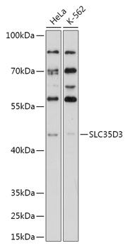 Western blot