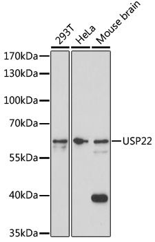 Western blot
