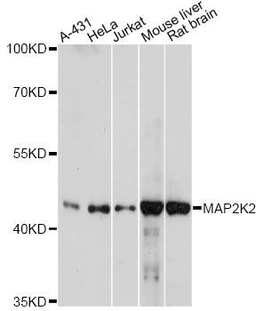 Western blot - [KO Validated] MAP2K2 Polyclonal Antibody (144-60784)