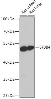 Western blot