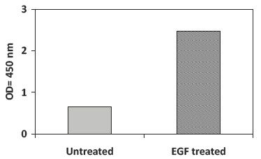 Recombinant-Human-EGF-Stimulation-of-A431-Cell-Lines